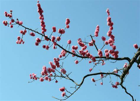 梅花風水|梅花擺放：風水寶典